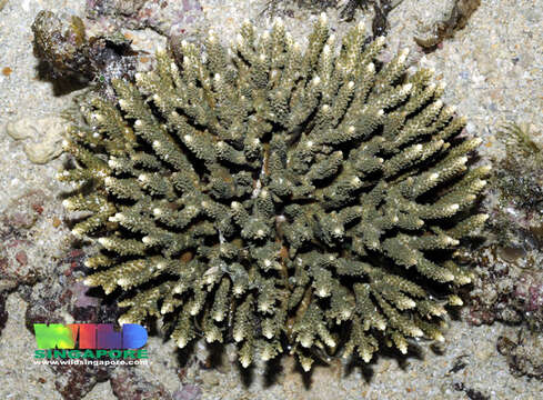 Image of Acropora