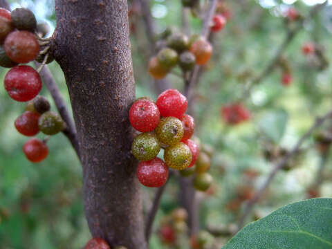 Image of autumn olive