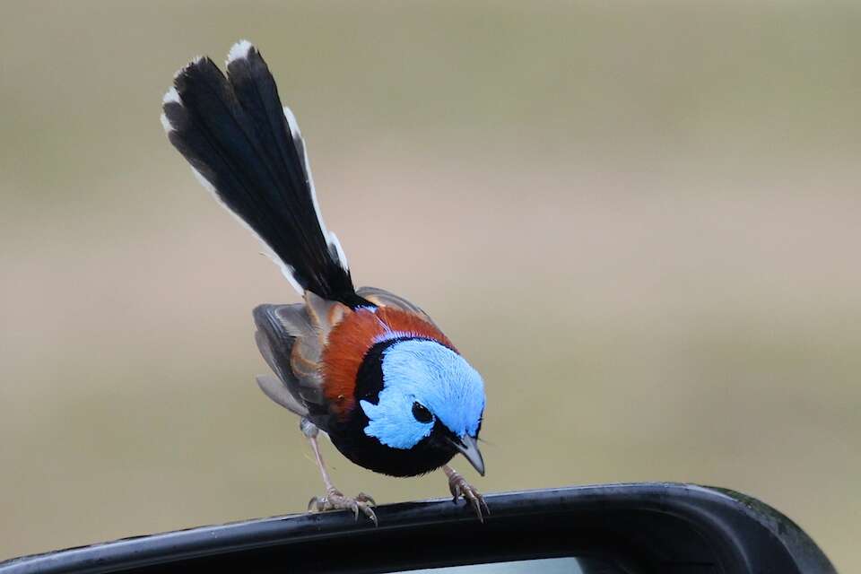 Image of fairywrens and relatives