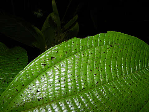 Image of Miconia multispicata Naud.