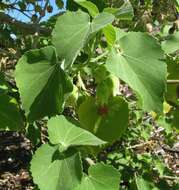 Image of Indian mallow