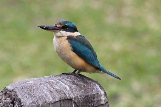 Image of Sacred Kingfisher