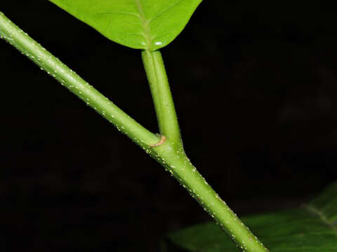 Image of Sorocea pubivena Hemsl.