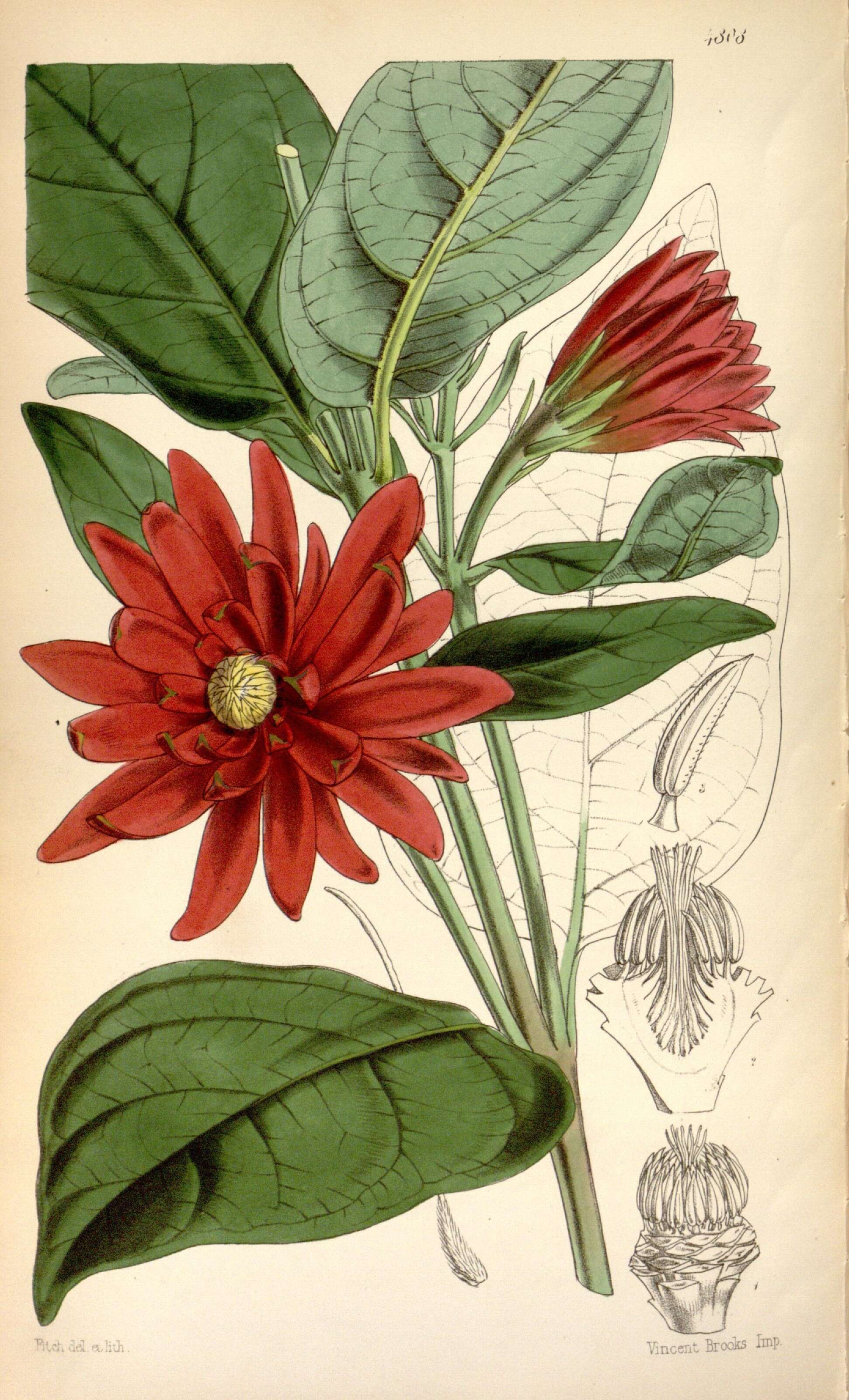 Image of sweetshrubs