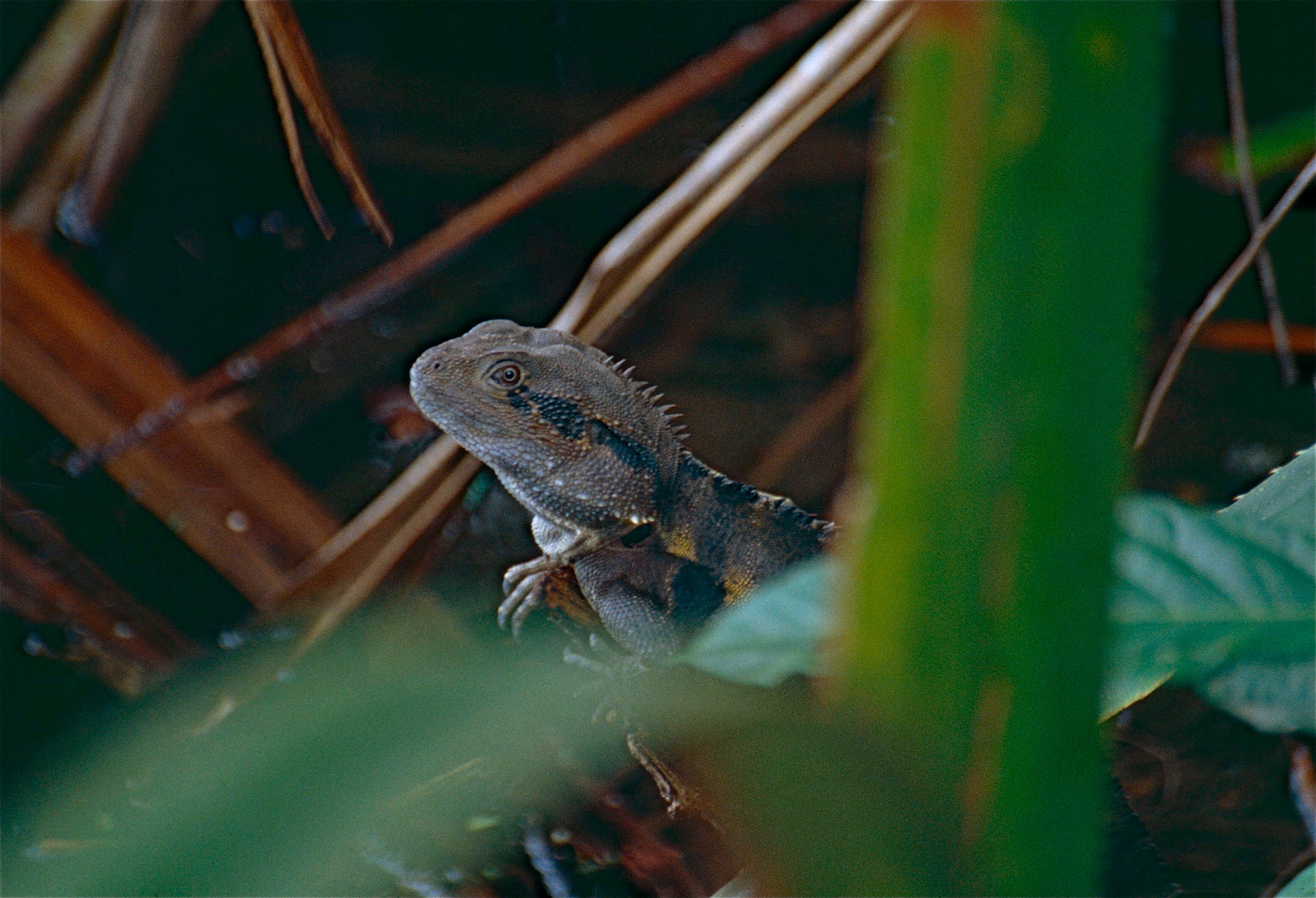 Physignathus resmi