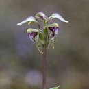 Image of Beech orchid