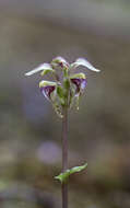 Plancia ëd Townsonia viridis (Hook. fil.) Schltr.