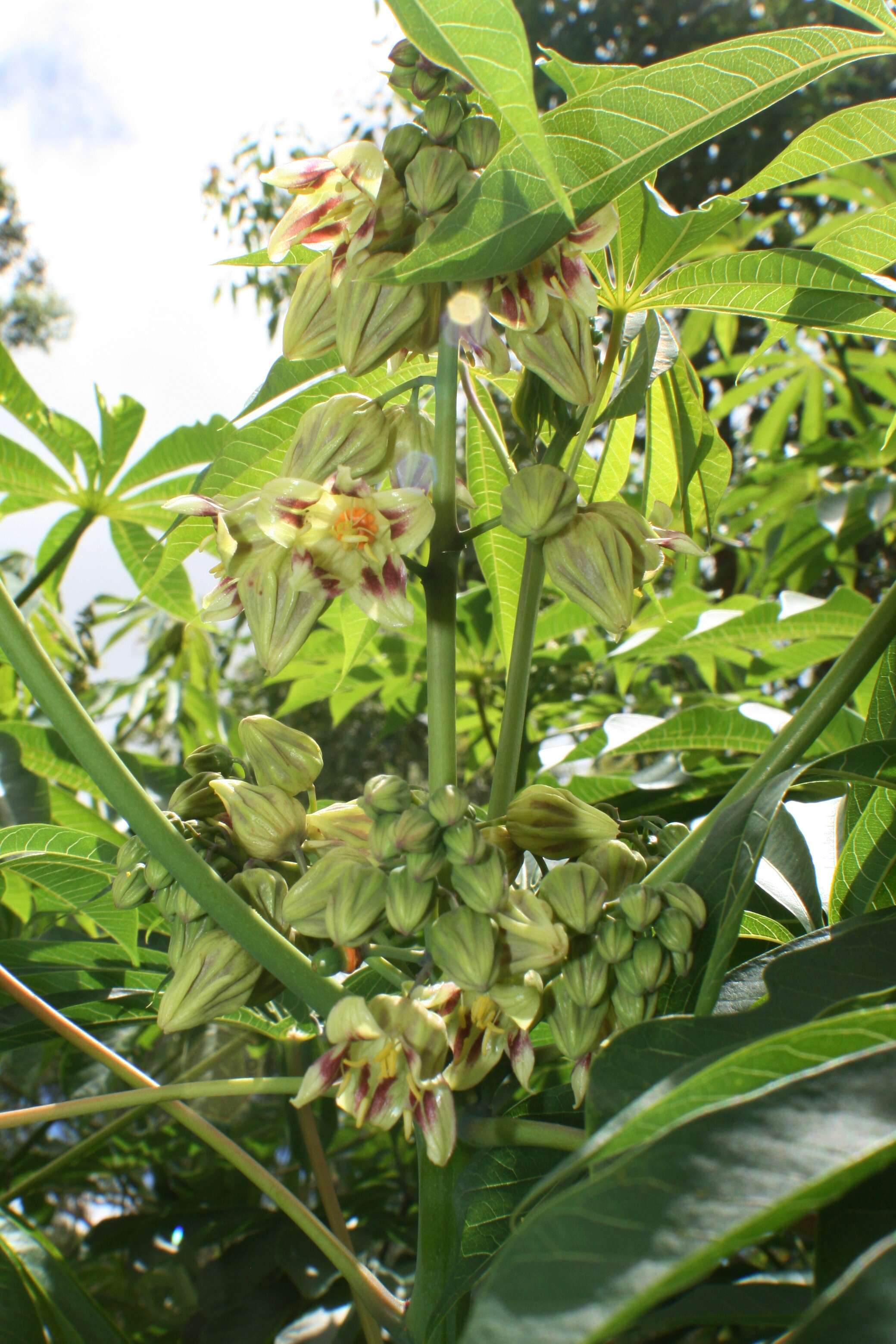 Image of cassava