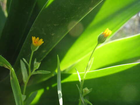 Image of field marigold