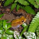 Image of Trivandrum frog