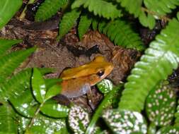 Image of Trivandrum frog