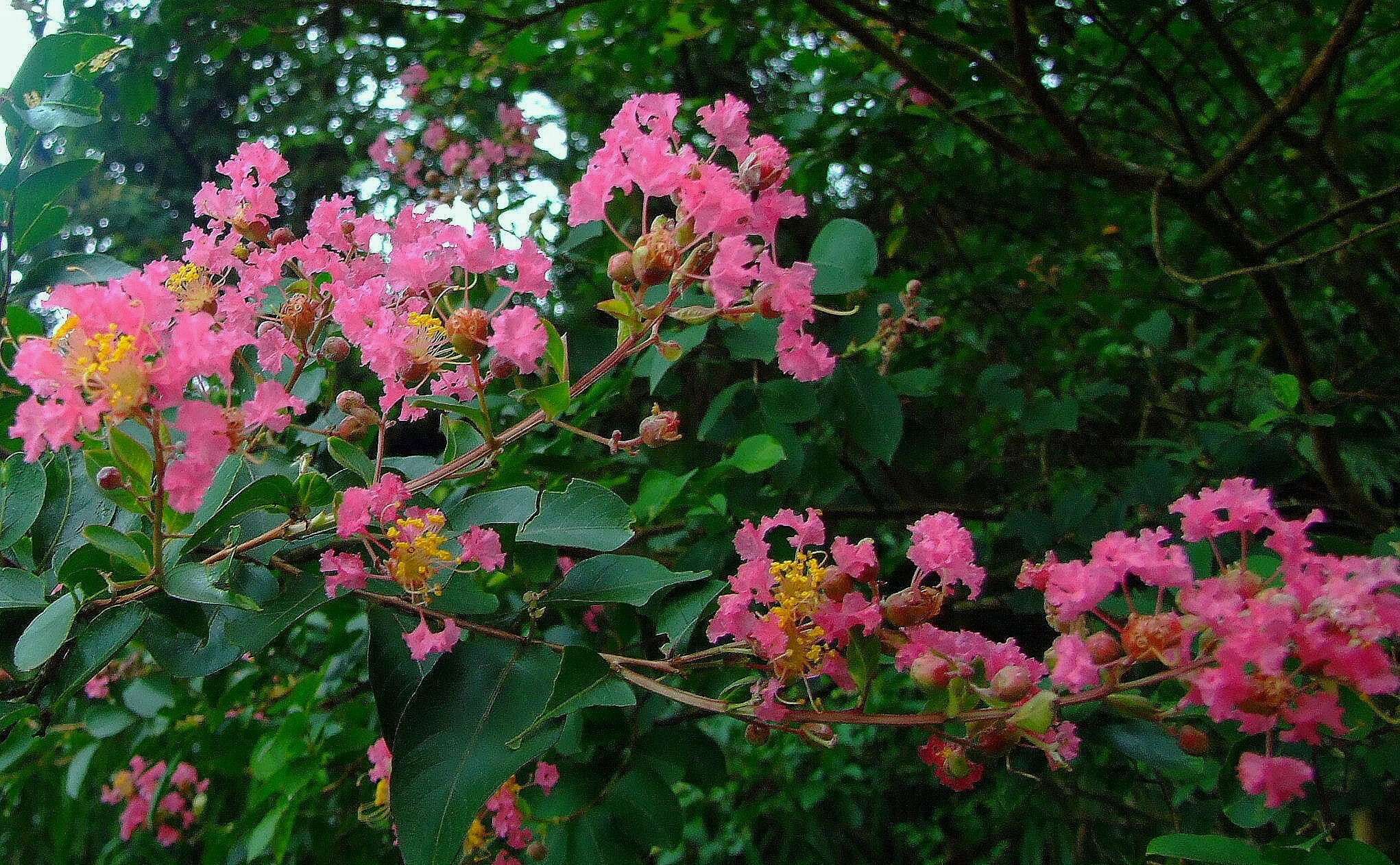 Image of Crape myrtle