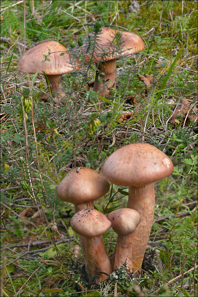 血紅色钉菇的圖片