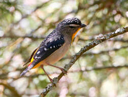 Image of Pardalotus punctatus xanthopygus