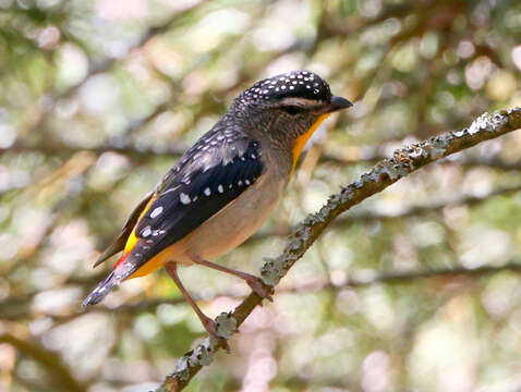 Image of Pardalotus punctatus xanthopygus