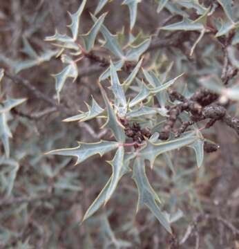 Image of Berberis trifolia (Cham. & Schltdl.) Schult. & Schult. fil.