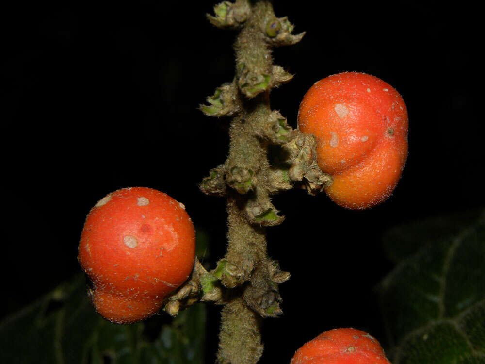 Image of Bunchosia macrophylla Rose ex Pittier