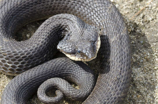 Image of North American Hog-nosed Snakes