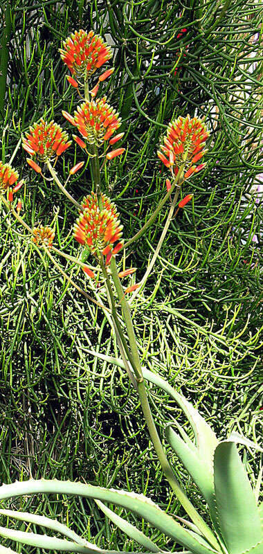 Image of Aloe ngongensis Christian