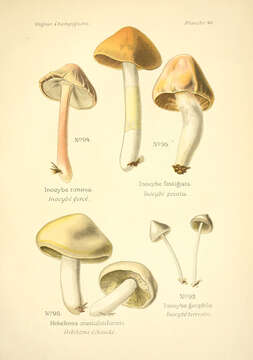 صورة Inocybe rimosa (Bull.) P. Kumm. 1871