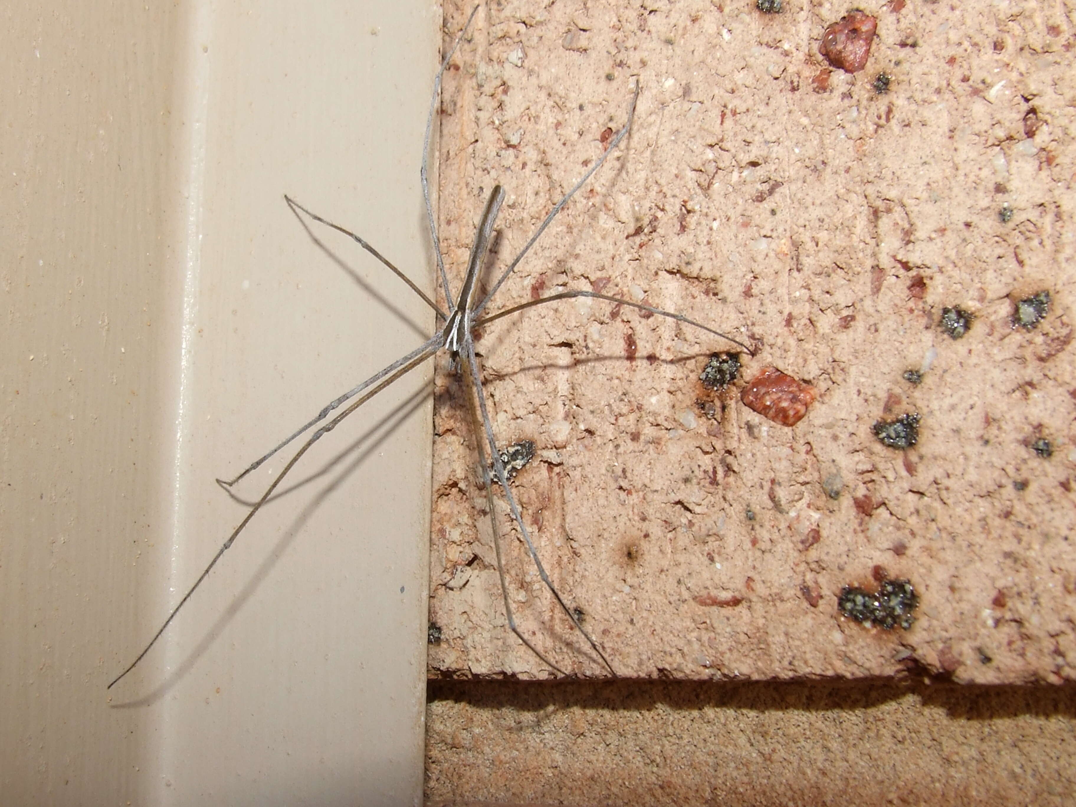 Image of Ogrefaced spider