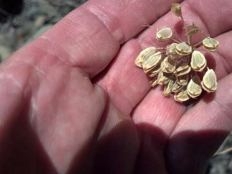 Image of barestem biscuitroot