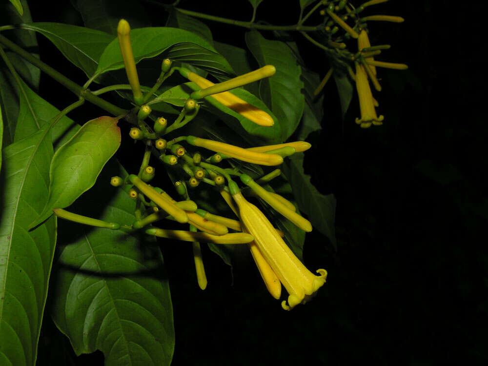 Image of Hamelia macrantha Little