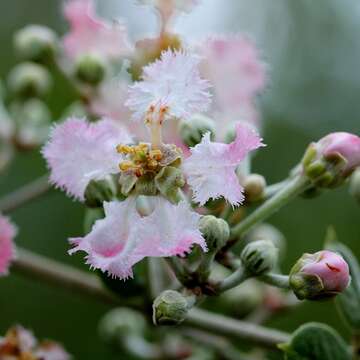 Image de Banisteriopsis malifolia (Nees & Martius) B. Gates