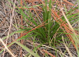 Image of shortleaf blazing star