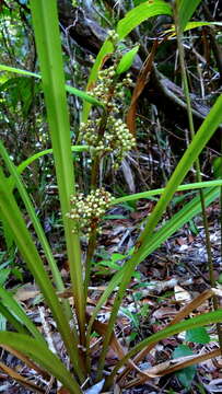 Becquerelia cymosa Brongn.的圖片