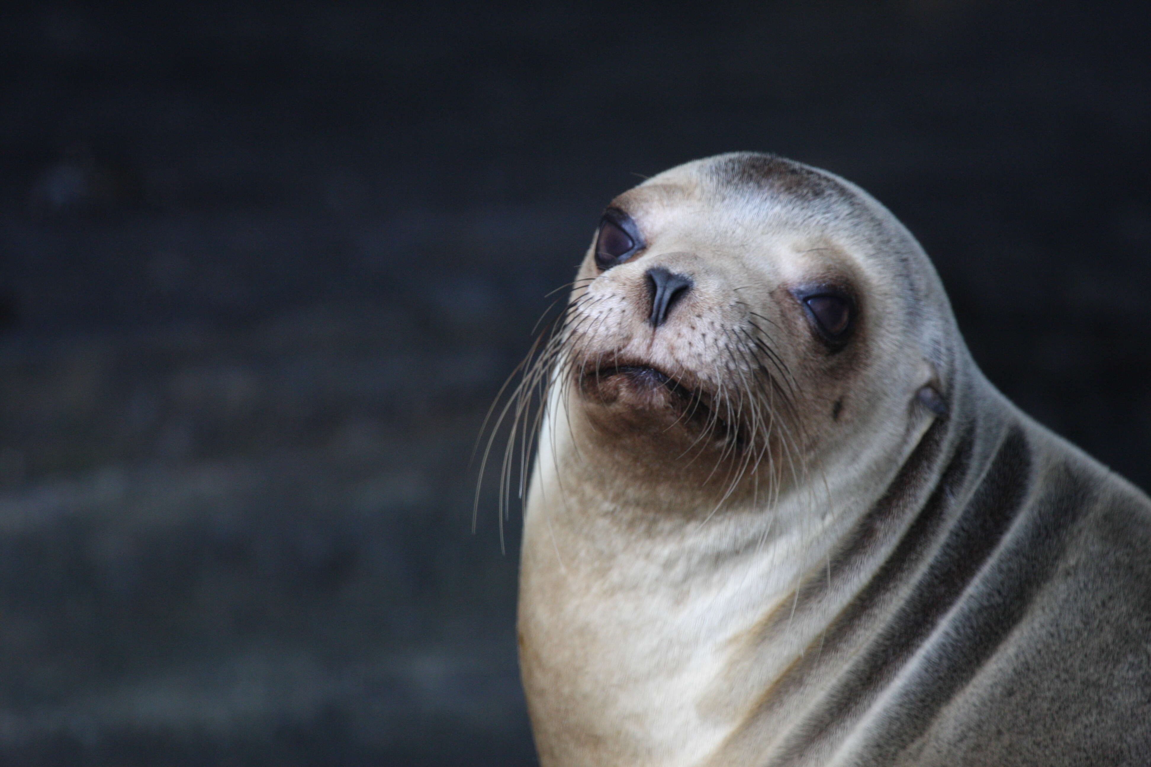 Image of fur seal