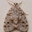 Image of Little White Lichen Moth