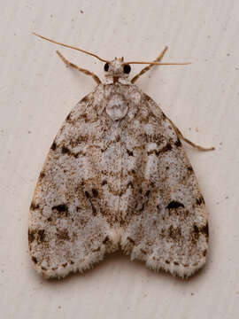 Image of Little White Lichen Moth