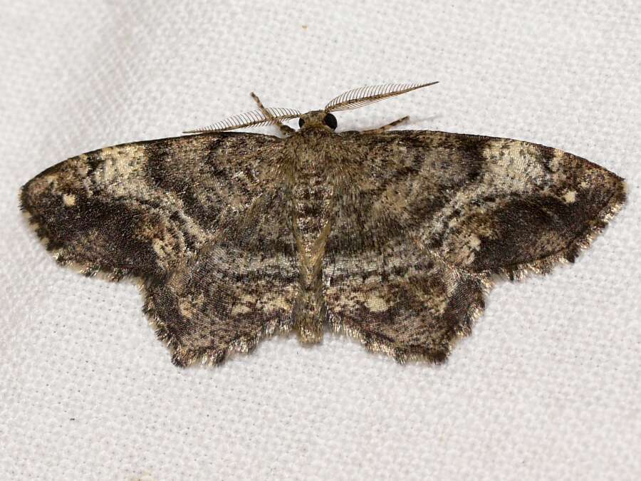 Image of One-spotted Variant Moth