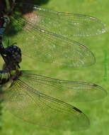 Image of hawker dragonfly