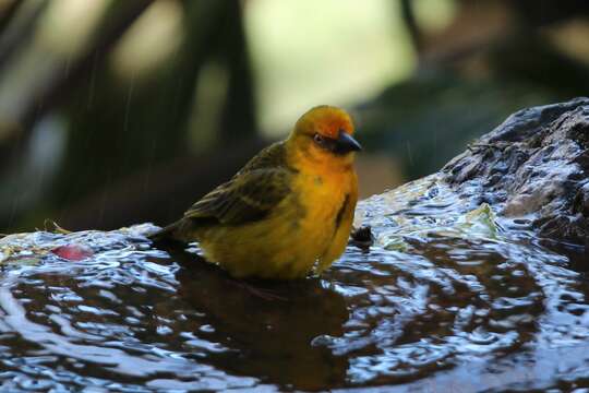 Image of Golden Palm Weaver