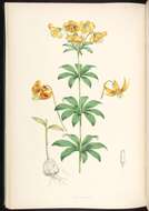 Lilium columbianum Leichtlin resmi