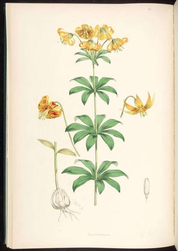 Lilium columbianum Leichtlin resmi