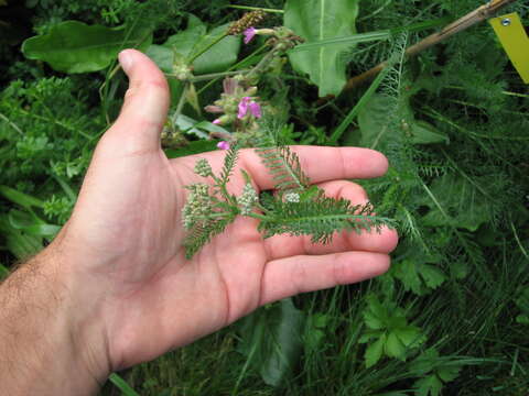 Image of yarrow, milfoil