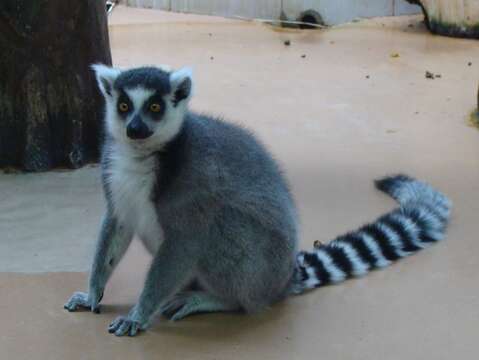 Image of Lemur Linnaeus 1758