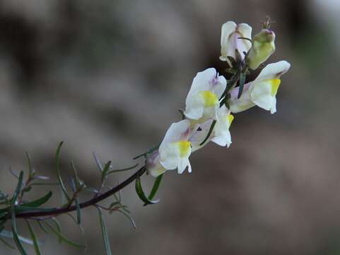 Image of Antirrhinum siculum Mill.