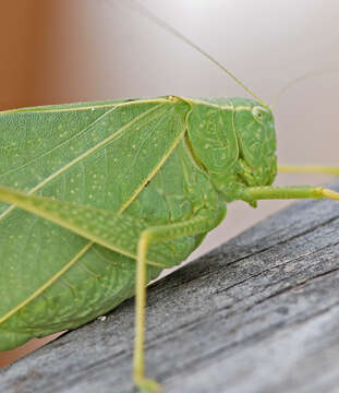 Image of Greater Angle-wing Katydid