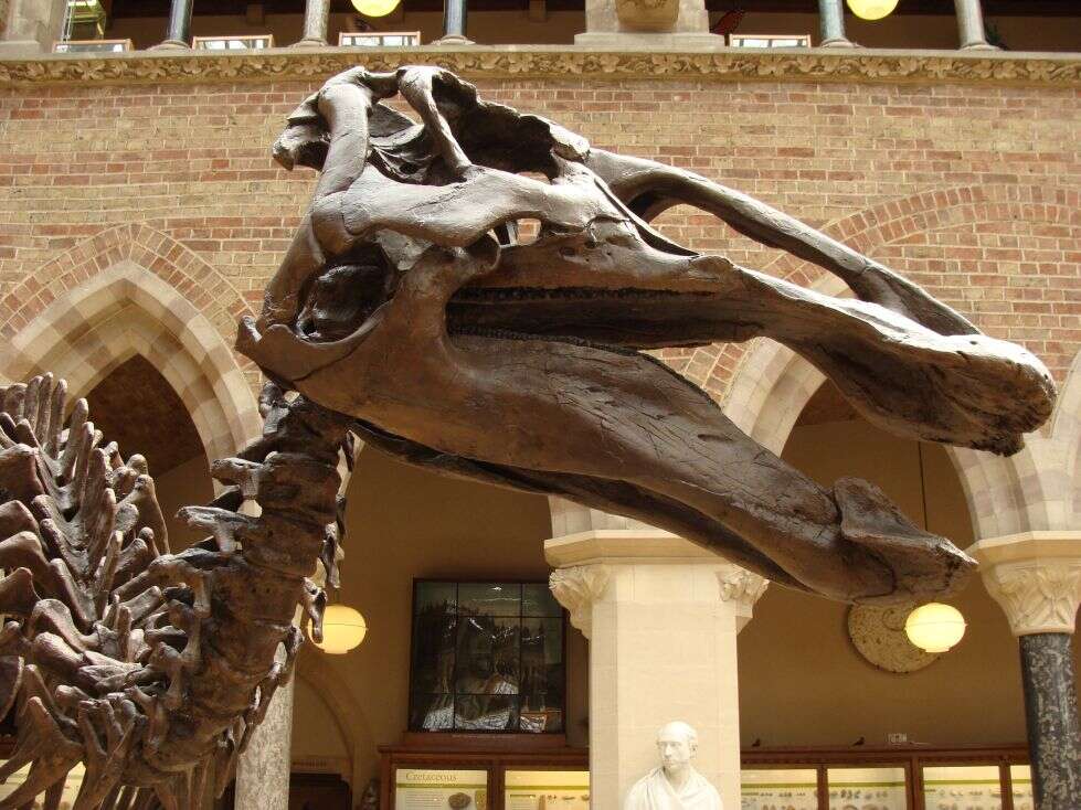 Image of ornithopods