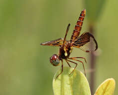 Image of Eastern Amberwing