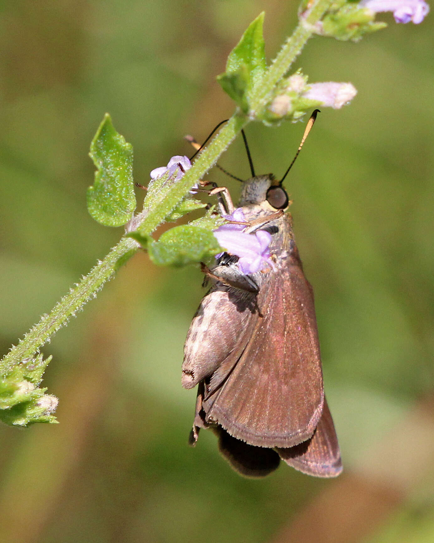 Image of Dun Sedge Skipper