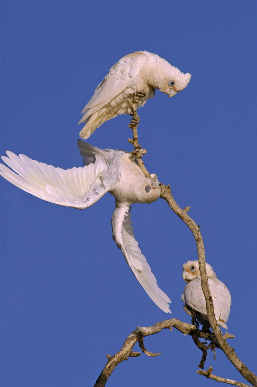 Image of Little Corella