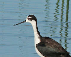 Image of Black-necked Stilt