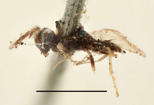 Image of Chrysocharis