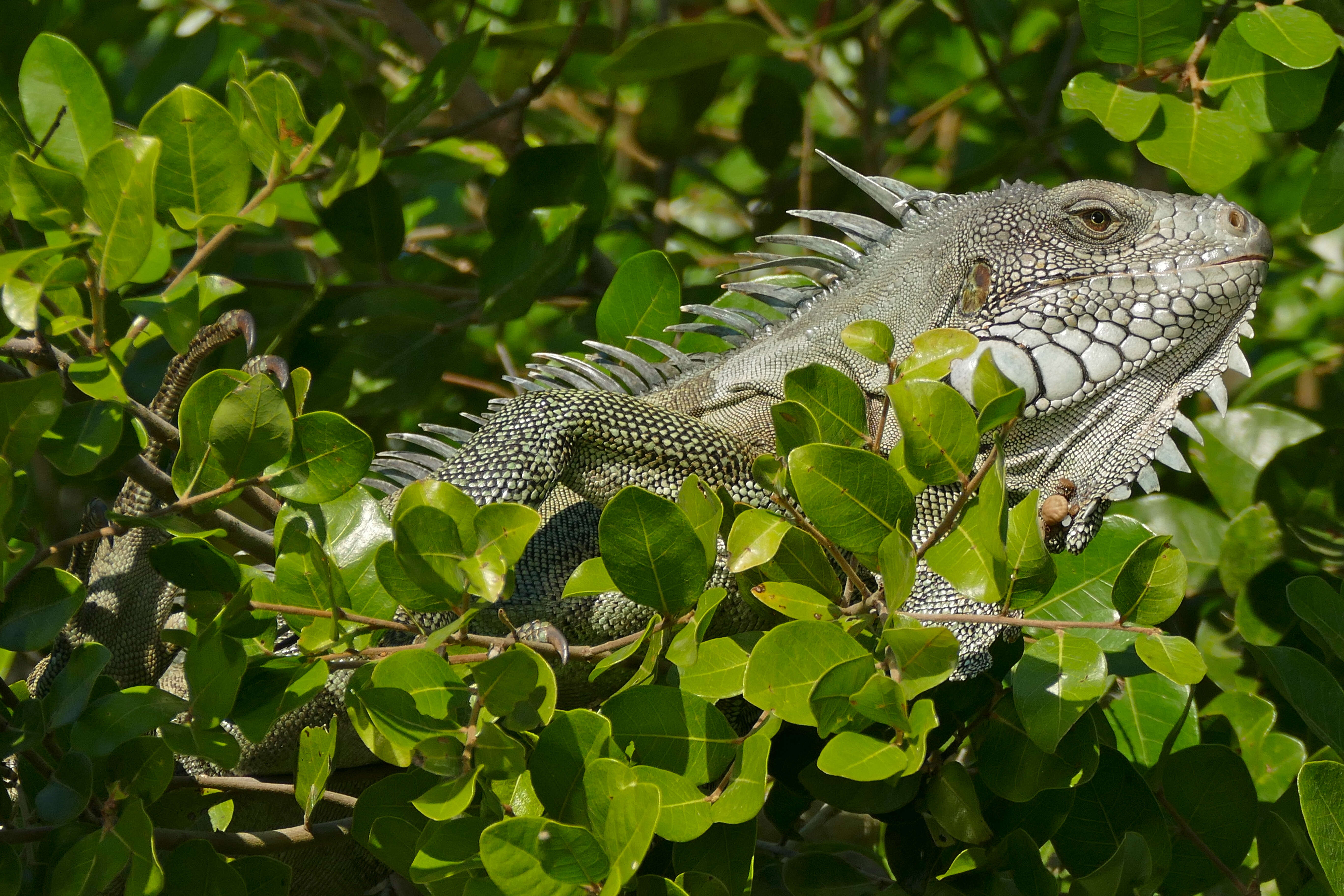 Image of Green Iguana