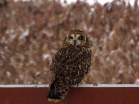 Image of Short-eared Owl